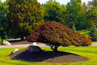 Orange County Tree, Hedge, Shrub Pruning